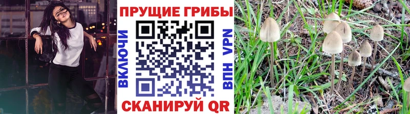 наркошоп Новозыбков Псилоцибиновые грибы Magic Shrooms
